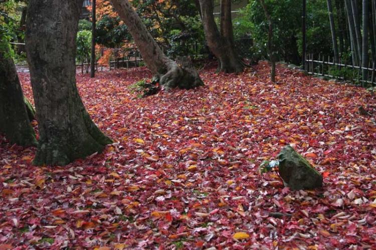 金剛輪寺1153wb.jpg