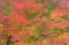 Image00003.jpg