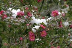Image00013wb.jpg