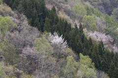 山腹の春