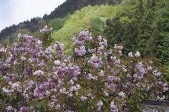 晩い桜