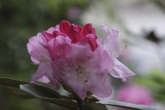 石楠花