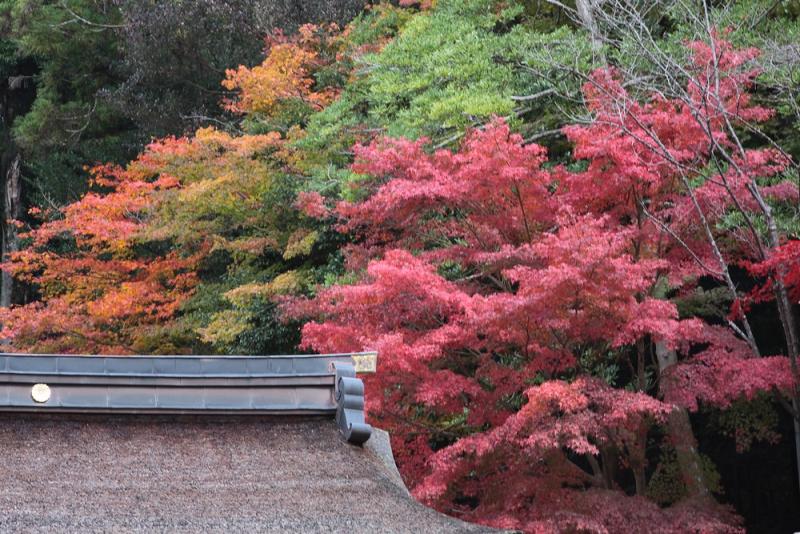 14-11 高雄紅葉_00001