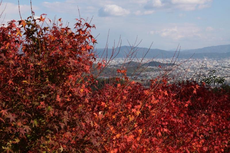 14-11 高雄紅葉_00002