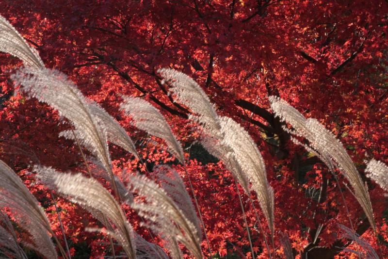 14-11 高雄紅葉_00005