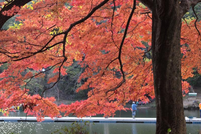 14-11 高雄紅葉_00006