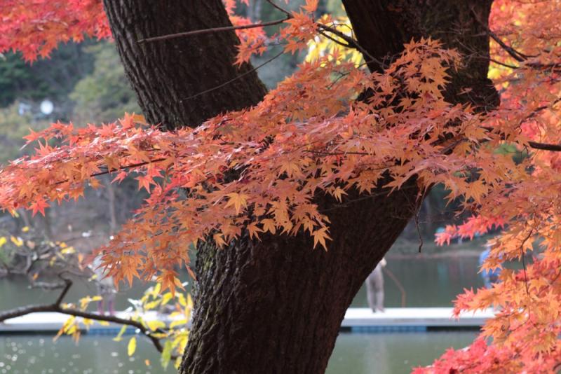 14-11 高雄紅葉_00007