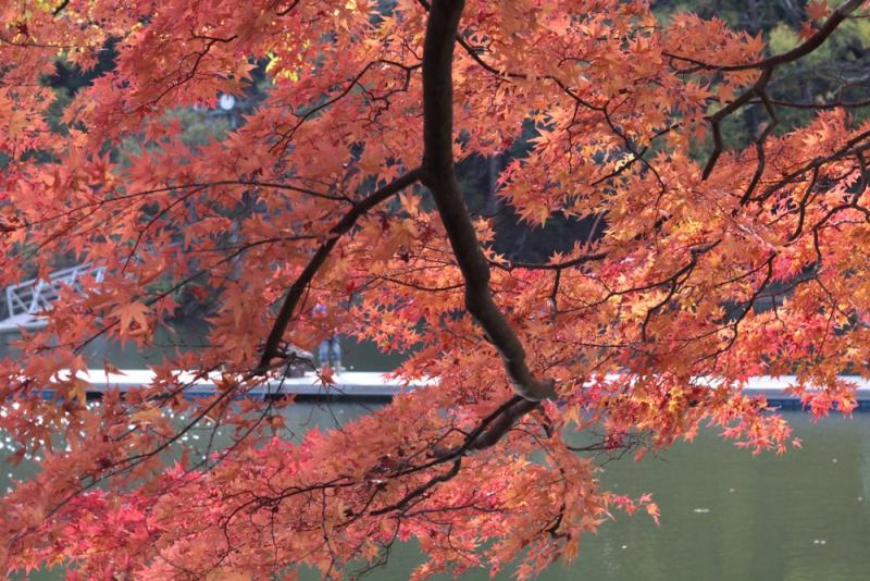14-11 高雄紅葉_00008