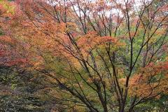 IMG_0377