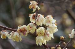 IMG_0006A