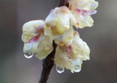 IMG_9668A