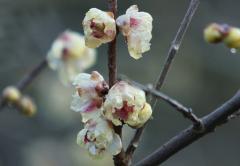 IMG_9672A