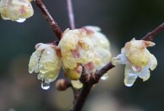 IMG_9673AA
