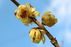 IMG_9697H