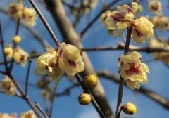 IMG_9764A