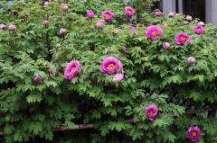 IMG_0397A