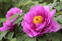IMG_0532B