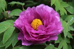 IMG_0536B
