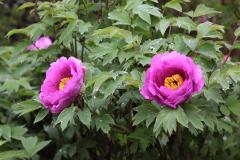 IMG_0393B