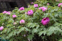 IMG_0399B