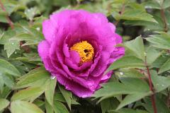 IMG_0414B