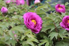 IMG_0419B