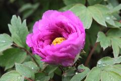 IMG_0422B