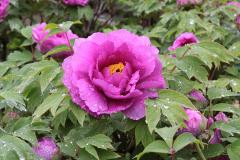 IMG_0463B