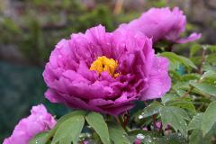 IMG_0479B