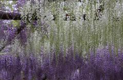 IMG_3349P