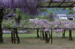 IMG_3352P