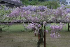 IMG_3356P