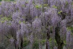 IMG_3358P