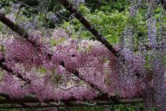 IMG_3369P