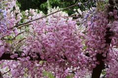 IMG_3370P