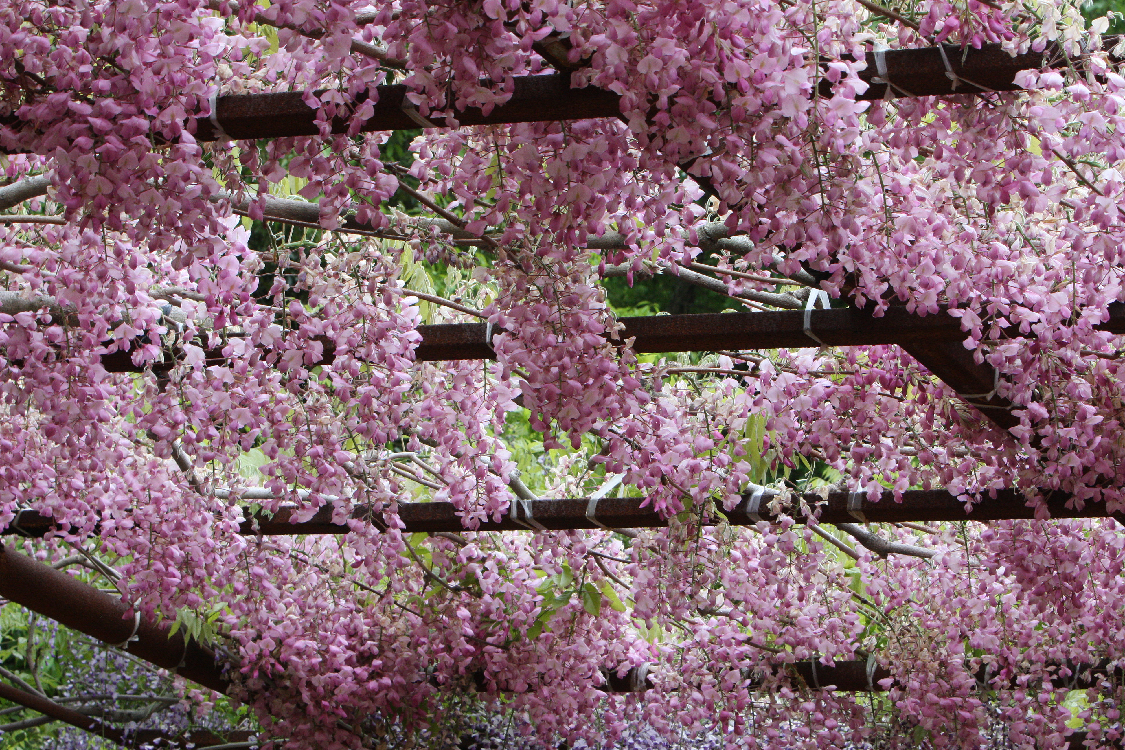 IMG_3374P