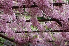 IMG_3374P