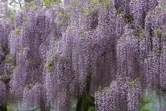 IMG_3392P