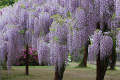IMG_3393P