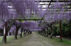 IMG_7734P