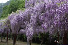 IMG_7737P