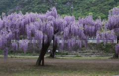 IMG_7740P