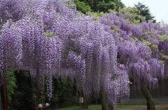 IMG_7744AP