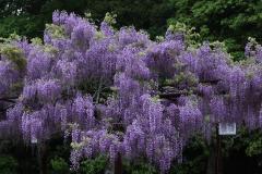 IMG_7752P