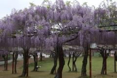 IMG_7753P