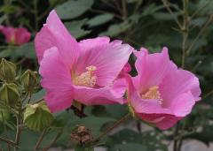 IMG_2563wb