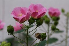 IMG_2566wb