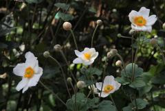 IMG_2573Awb