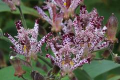 IMG_2599wb