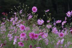 IMG_4144s